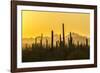 USA, Arizona, Saguaro National Park. Sonoran Desert at sunset.-Jaynes Gallery-Framed Photographic Print