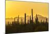 USA, Arizona, Saguaro National Park. Sonoran Desert at sunset.-Jaynes Gallery-Mounted Photographic Print