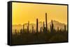 USA, Arizona, Saguaro National Park. Sonoran Desert at sunset.-Jaynes Gallery-Framed Stretched Canvas