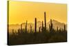 USA, Arizona, Saguaro National Park. Sonoran Desert at sunset.-Jaynes Gallery-Stretched Canvas