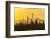 USA, Arizona, Saguaro National Park. Sonoran Desert at sunset.-Jaynes Gallery-Framed Photographic Print