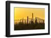 USA, Arizona, Saguaro National Park. Sonoran Desert at sunset.-Jaynes Gallery-Framed Photographic Print