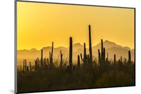 USA, Arizona, Saguaro National Park. Sonoran Desert at sunset.-Jaynes Gallery-Mounted Photographic Print