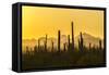 USA, Arizona, Saguaro National Park. Sonoran Desert at sunset.-Jaynes Gallery-Framed Stretched Canvas