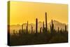 USA, Arizona, Saguaro National Park. Sonoran Desert at sunset.-Jaynes Gallery-Stretched Canvas