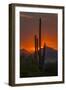 USA, Arizona, Saguaro National Park. Sunset on Desert Landscape-Cathy & Gordon Illg-Framed Photographic Print