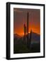 USA, Arizona, Saguaro National Park. Sunset on Desert Landscape-Cathy & Gordon Illg-Framed Photographic Print