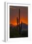 USA, Arizona, Saguaro National Park. Sunset on Desert Landscape-Cathy & Gordon Illg-Framed Photographic Print