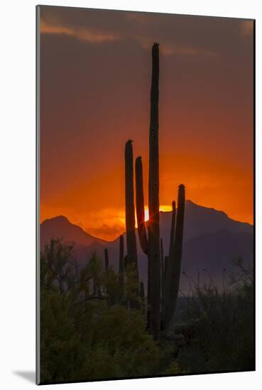 USA, Arizona, Saguaro National Park. Sunset on Desert Landscape-Cathy & Gordon Illg-Mounted Photographic Print