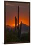 USA, Arizona, Saguaro National Park. Sunset on Desert Landscape-Cathy & Gordon Illg-Framed Photographic Print