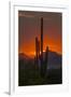 USA, Arizona, Saguaro National Park. Sunset on Desert Landscape-Cathy & Gordon Illg-Framed Photographic Print