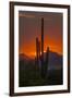 USA, Arizona, Saguaro National Park. Sunset on Desert Landscape-Cathy & Gordon Illg-Framed Photographic Print