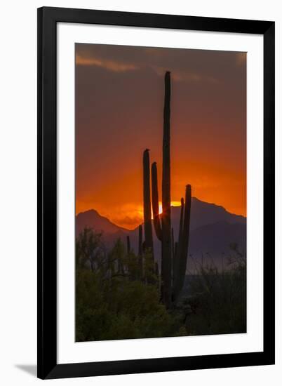 USA, Arizona, Saguaro National Park. Sunset on Desert Landscape-Cathy & Gordon Illg-Framed Photographic Print