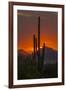 USA, Arizona, Saguaro National Park. Sunset on Desert Landscape-Cathy & Gordon Illg-Framed Photographic Print