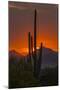 USA, Arizona, Saguaro National Park. Sunset on Desert Landscape-Cathy & Gordon Illg-Mounted Photographic Print