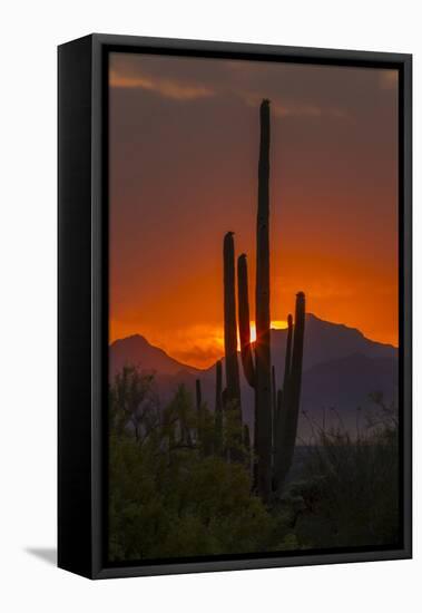 USA, Arizona, Saguaro National Park. Sunset on Desert Landscape-Cathy & Gordon Illg-Framed Stretched Canvas