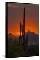 USA, Arizona, Saguaro National Park. Sunset on Desert Landscape-Cathy & Gordon Illg-Framed Stretched Canvas