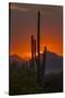 USA, Arizona, Saguaro National Park. Sunset on Desert Landscape-Cathy & Gordon Illg-Stretched Canvas