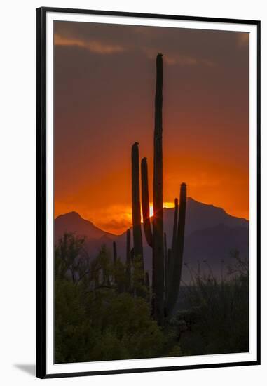 USA, Arizona, Saguaro National Park. Sunset on Desert Landscape-Cathy & Gordon Illg-Framed Premium Photographic Print