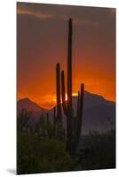 USA, Arizona, Saguaro National Park. Sunset on Desert Landscape-Cathy & Gordon Illg-Mounted Premium Photographic Print