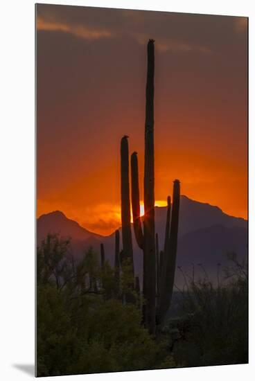 USA, Arizona, Saguaro National Park. Sunset on Desert Landscape-Cathy & Gordon Illg-Mounted Premium Photographic Print