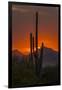 USA, Arizona, Saguaro National Park. Sunset on Desert Landscape-Cathy & Gordon Illg-Framed Premium Photographic Print