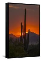 USA, Arizona, Saguaro National Park. Sunset on Desert Landscape-Cathy & Gordon Illg-Framed Stretched Canvas