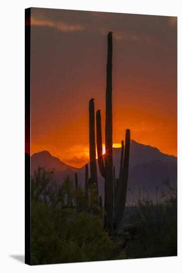 USA, Arizona, Saguaro National Park. Sunset on Desert Landscape-Cathy & Gordon Illg-Stretched Canvas