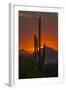 USA, Arizona, Saguaro National Park. Sunset on Desert Landscape-Cathy & Gordon Illg-Framed Photographic Print