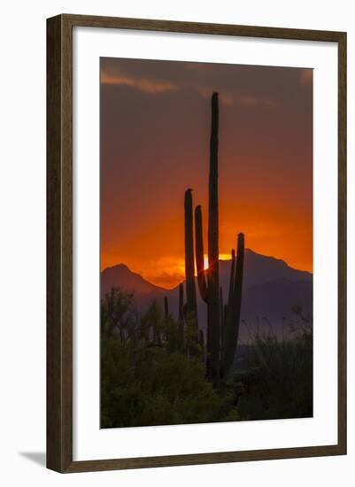 USA, Arizona, Saguaro National Park. Sunset on Desert Landscape-Cathy & Gordon Illg-Framed Photographic Print