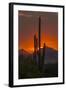 USA, Arizona, Saguaro National Park. Sunset on Desert Landscape-Cathy & Gordon Illg-Framed Photographic Print