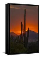 USA, Arizona, Saguaro National Park. Sunset on Desert Landscape-Cathy & Gordon Illg-Framed Stretched Canvas