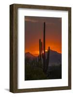 USA, Arizona, Saguaro National Park. Sunset on Desert Landscape-Cathy & Gordon Illg-Framed Photographic Print