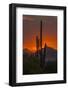 USA, Arizona, Saguaro National Park. Sunset on Desert Landscape-Cathy & Gordon Illg-Framed Photographic Print