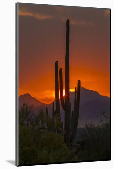 USA, Arizona, Saguaro National Park. Sunset on Desert Landscape-Cathy & Gordon Illg-Mounted Photographic Print