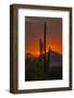 USA, Arizona, Saguaro National Park. Sunset on Desert Landscape-Cathy & Gordon Illg-Framed Premium Photographic Print