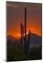 USA, Arizona, Saguaro National Park. Sunset on Desert Landscape-Cathy & Gordon Illg-Mounted Premium Photographic Print