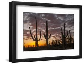 USA, Arizona, Saguaro National Park. Sunset on Desert Landscape-Cathy & Gordon Illg-Framed Photographic Print