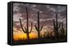 USA, Arizona, Saguaro National Park. Sunset on Desert Landscape-Cathy & Gordon Illg-Framed Stretched Canvas