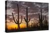 USA, Arizona, Saguaro National Park. Sunset on Desert Landscape-Cathy & Gordon Illg-Stretched Canvas