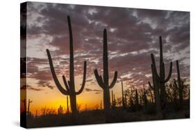 USA, Arizona, Saguaro National Park. Sunset on Desert Landscape-Cathy & Gordon Illg-Stretched Canvas