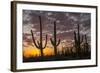 USA, Arizona, Saguaro National Park. Sunset on Desert Landscape-Cathy & Gordon Illg-Framed Photographic Print