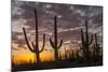 USA, Arizona, Saguaro National Park. Sunset on Desert Landscape-Cathy & Gordon Illg-Mounted Photographic Print