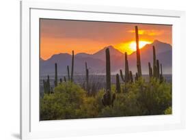 USA, Arizona, Saguaro National Park. Sunset on Desert Landscape-Cathy & Gordon Illg-Framed Photographic Print