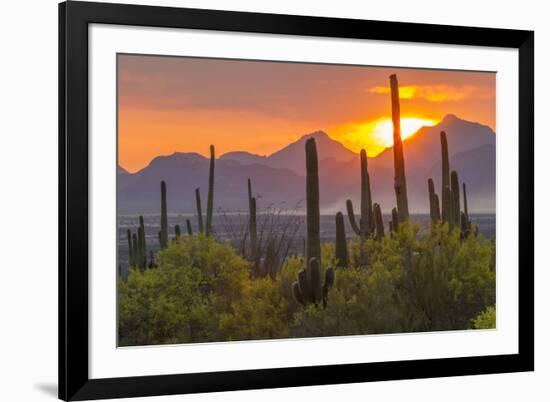 USA, Arizona, Saguaro National Park. Sunset on Desert Landscape-Cathy & Gordon Illg-Framed Photographic Print