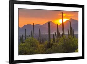 USA, Arizona, Saguaro National Park. Sunset on Desert Landscape-Cathy & Gordon Illg-Framed Photographic Print