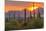 USA, Arizona, Saguaro National Park. Sunset on Desert Landscape-Cathy & Gordon Illg-Mounted Photographic Print