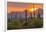 USA, Arizona, Saguaro National Park. Sunset on Desert Landscape-Cathy & Gordon Illg-Framed Premium Photographic Print