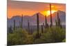 USA, Arizona, Saguaro National Park. Sunset on Desert Landscape-Cathy & Gordon Illg-Mounted Premium Photographic Print
