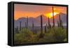 USA, Arizona, Saguaro National Park. Sunset on Desert Landscape-Cathy & Gordon Illg-Framed Stretched Canvas